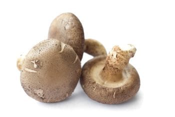 Shiitake Frais Bio 1 Kg Allemagne